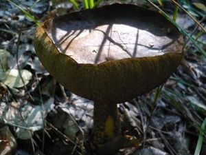 Klikni pro velký obrázek