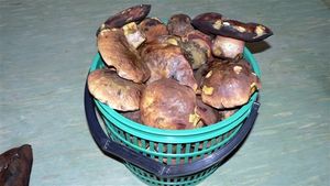 Klikni pro velký obrázek