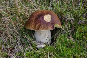 Hřib smrkový - Boletus edulis Bull. 1782