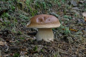 Hřib smrkový - Boletus edulis Bull. 1782
