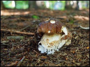 Klikni pro velký obrázek