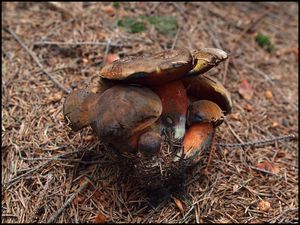 Klikni pro velký obrázek