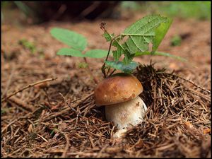 Klikni pro velký obrázek