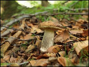 Klikni pro velký obrázek