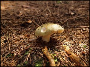 Klikni pro velký obrázek