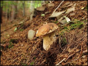 Klikni pro velký obrázek