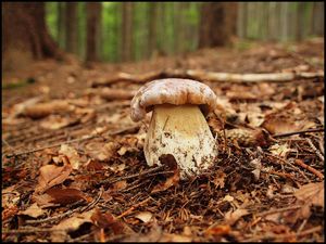 Klikni pro velký obrázek