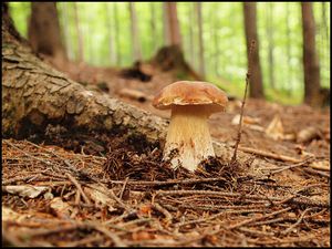 Klikni pro velký obrázek