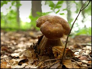 Klikni pro velký obrázek