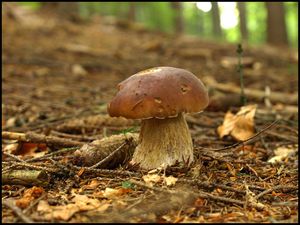 Klikni pro velký obrázek