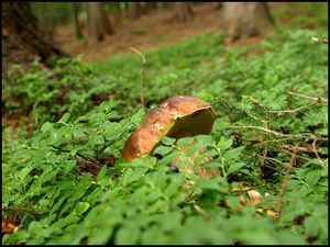 Klikni pro velký obrázek