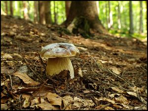 Klikni pro velký obrázek