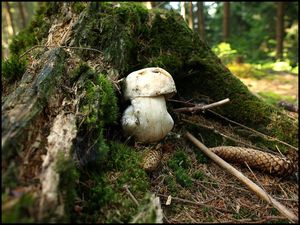 Klikni pro velký obrázek