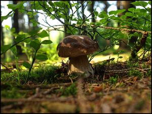 Klikni pro velký obrázek