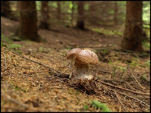 Klikni pro velký obrázek