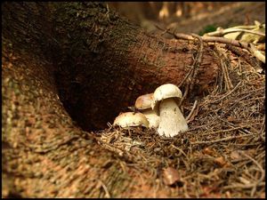 Klikni pro velký obrázek