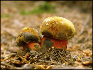 Klikni pro velký obrázek