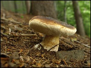 Klikni pro velký obrázek