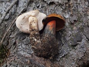 Klikni pro velký obrázek