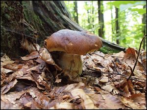 Klikni pro velký obrázek