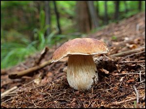 Klikni pro velký obrázek