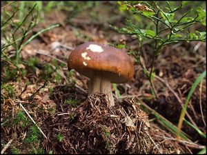 Klikni pro velký obrázek