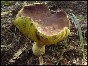 Klikni pro velký obrázek