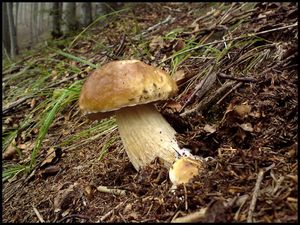 Klikni pro velký obrázek