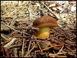 Klikni pro velký obrázek