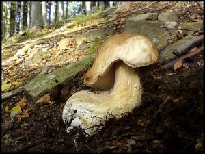 Klikni pro velký obrázek