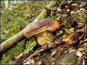 Klikni pro velký obrázek