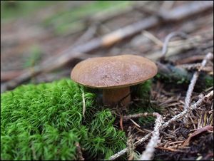 Klikni pro velký obrázek