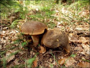 Klikni pro velký obrázek