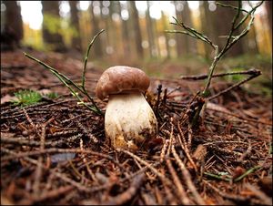 Klikni pro velký obrázek