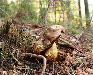 Klikni pro velký obrázek