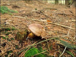 Klikni pro velký obrázek