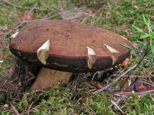 Klikni pro velký obrázek