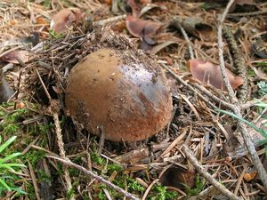 Klikni pro velký obrázek