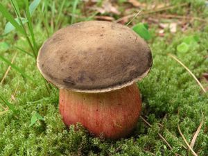 Klikni pro velký obrázek