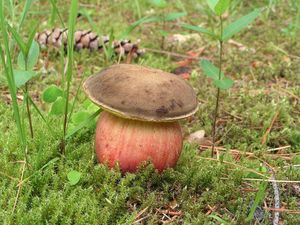 Klikni pro velký obrázek