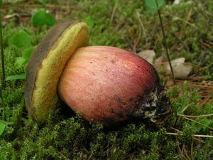 Klikni pro velký obrázek