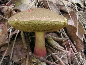 Klikni pro velký obrázek