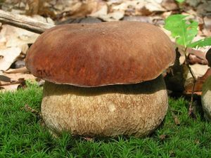 Klikni pro velký obrázek