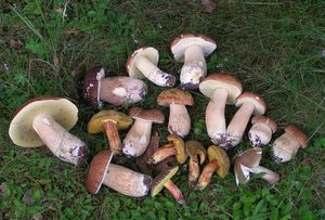 Klikni pro velký obrázek