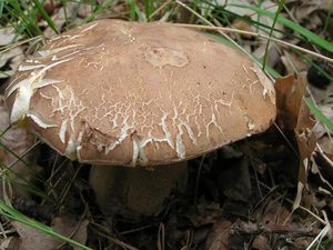 Klikni pro velký obrázek