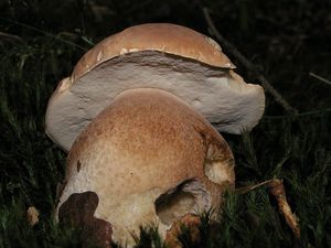 Klikni pro velký obrázek