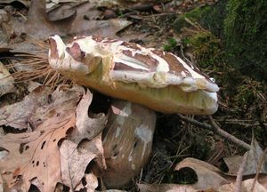 Klikni pro velký obrázek