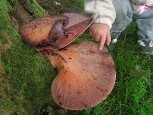 Klikni pro velký obrázek