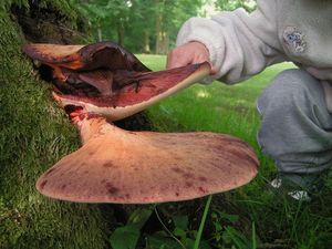 Klikni pro velký obrázek