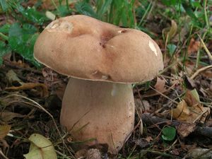 Klikni pro velký obrázek